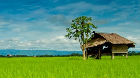 Rice farms Video stock 11893495