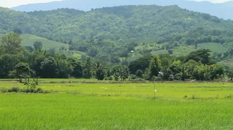 Rice farms Stock Footage 11895075