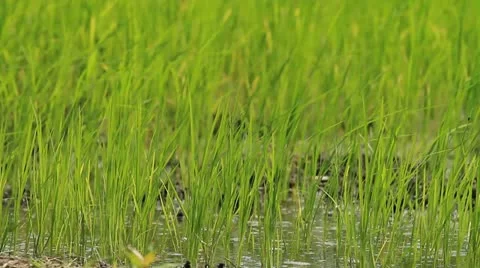 Rice farms Stockbeeldmateriaal 12113441