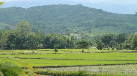 Rice farms Vídeos de archivo 12115824