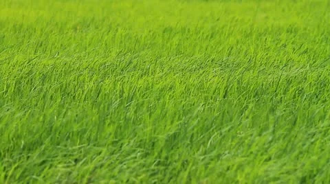 Rice farms Stockbeeldmateriaal 12128316