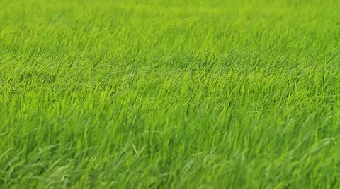 Rice farms Video stock 12128705