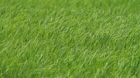 Rice farms Stock Footage 12128981