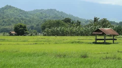 Rice farms Stock Footage 12130280