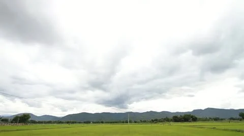 Rice farms Stock Footage 12188784