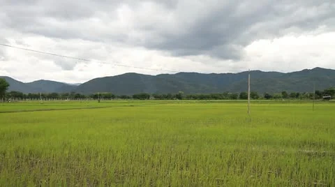 Rice farms Stockbeeldmateriaal 12189052