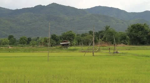 Rice farms Stock Footage