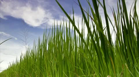 Rice farms Stock Footage 12207300