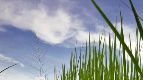 Rice farms Video stock 12207537