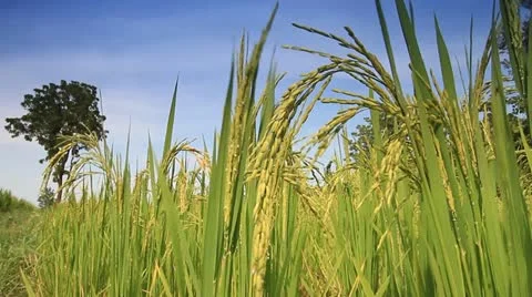 Rice farms Stock Footage 12254052