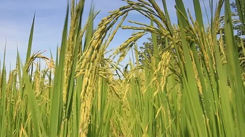 Rice farms Stock Footage 12254834