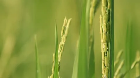 Rice farms Stockbeeldmateriaal 12266484