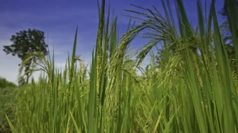 Rice farms Stock Footage 12338178
