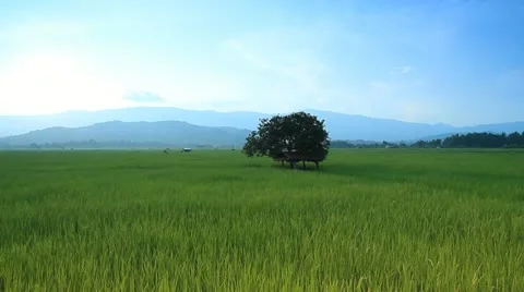 Rice farms Stock Footage 12342250