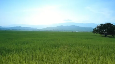Rice farms Stock Footage 12342530