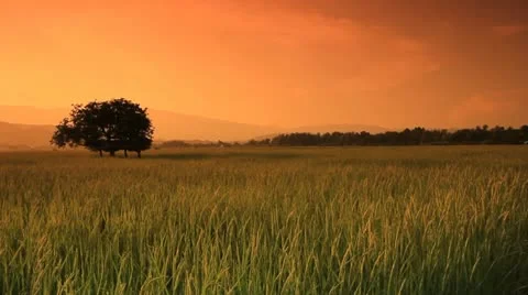 Rice farms Stockbeeldmateriaal 12342930