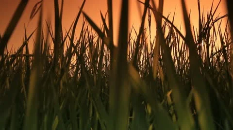 Rice farms 库存影片 12343525