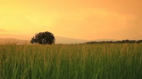 Rice farms Stock Footage 12344169