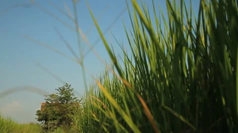 Rice farms 스톡 동영상 12344469
