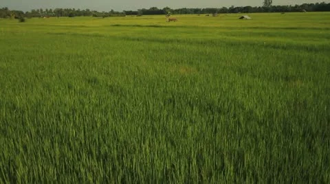 Rice farms Stock Footage 12344707