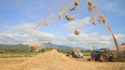 Rice farms 스톡 동영상 12560157