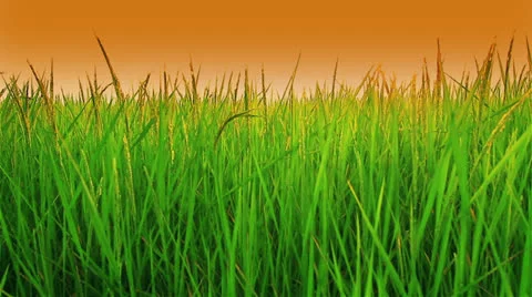 Rice farms Stock Footage 26101014