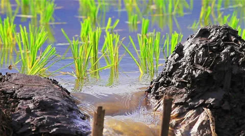 Rice farms Video stock 26108799