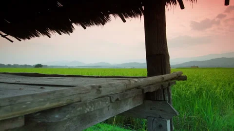 Rice farms 스톡 동영상 32303717