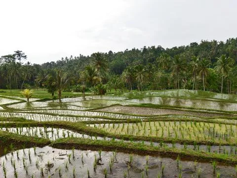 Rice Field 005 Stock Photos