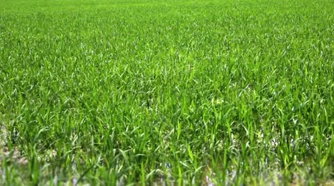 Rice field 01 Stock Footage 11149563