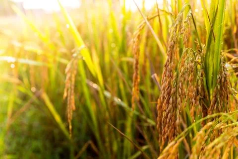 Rice field 01 Stock Photos