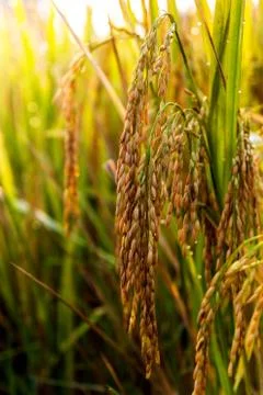 Rice field 02 Foto stock