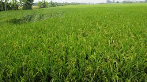 Rice Field 1 库存影片 170734998
