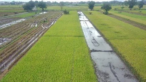 Rice field 1 (jiwan,madiun, eastjava) Stock Footage 235376598