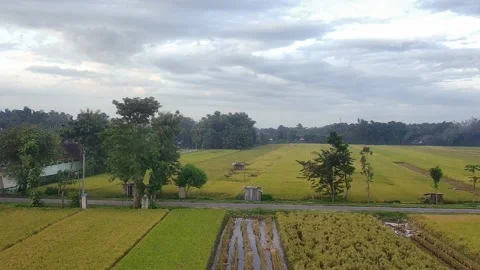 Rice field 11 Stock Footage 235410010