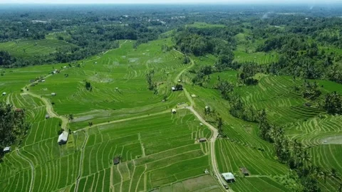 Rice Field 2 库存影片 170735473