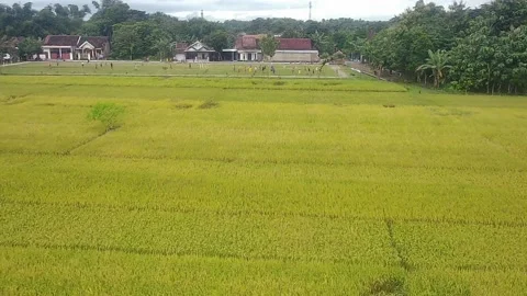 Rice field 2 Stock Footage 235376601