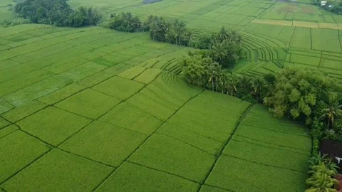 Rice Field 3 库存影片 170735819