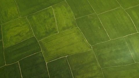Rice field from above flying drone. Aerial shot green rice plantation in village Stock Footage 101700837