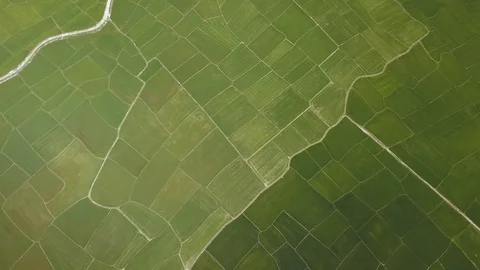 Rice field from above flying drone. Aerial view green rice plantation in asian Stock Footage 101720954