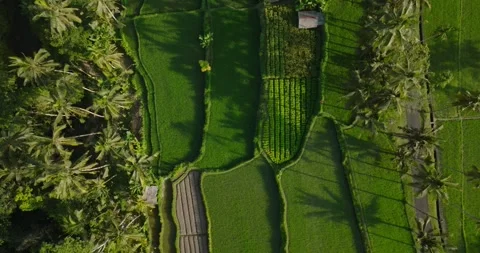 Rice field aerial view Stock Footage 244333413