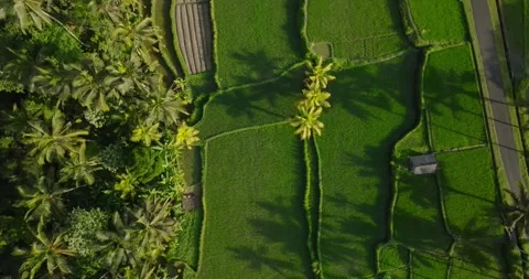 Rice field aerial view Stock Footage 244333433