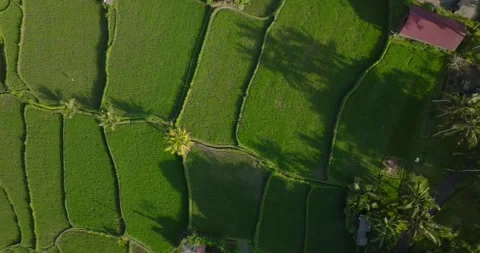 Rice field aerial view Stock Footage 244333472
