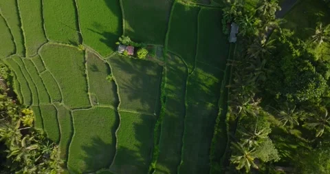 Rice field aerial view Stock Footage 244333475