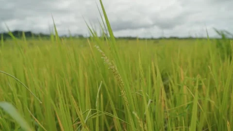 Rice Field in Africa Stock Footage 312635738