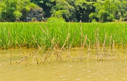 Rice field along river Stock Photos