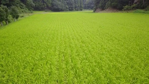 Rice field among the forest Stock Footage 79130992