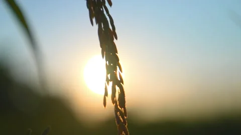 Rice field and ears of rice in the light of dusk sunset background 動画素材 220661564