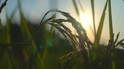 Rice field and ears of rice in the light of dusk sunset background 스톡 동영상 220662431