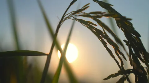 Rice field and ears of rice in the light of dusk sunset background Stock-Footage 220662875